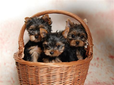 yorkshire terrier welpen kaufen.